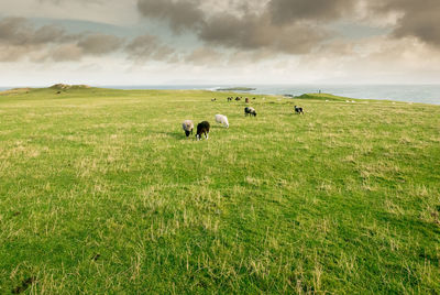 Cows grazing on grassy field against sky