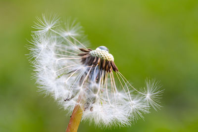 Close-up of dandelion flower against blurred background