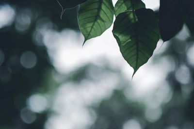 Close-up of leaves on branches