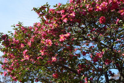 Low angle view of pink cherry blossoms in spring