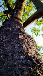 Low angle view of tree trunk in forest