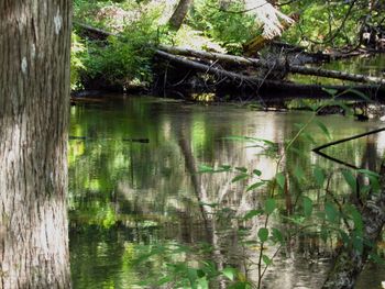 Scenic view of lake in forest