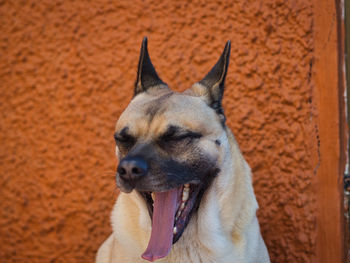 Close-up of a dog looking away