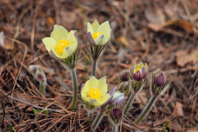 Close-up of yellow crocus flowers on field