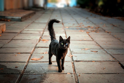 Portrait of black cat on footpath