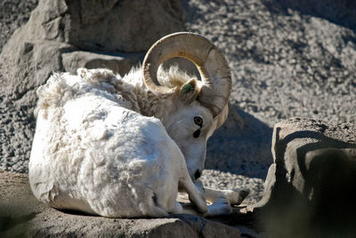 White bighorn sheep lying on rock at denver zoo