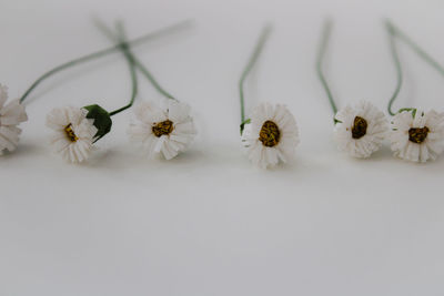 Close-up of white flower against gray background