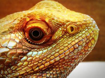 Close-up of lizard