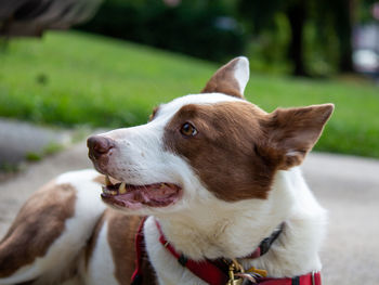 Close-up of dog looking away