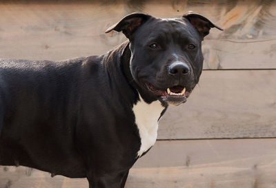 Close-up portrait of dog