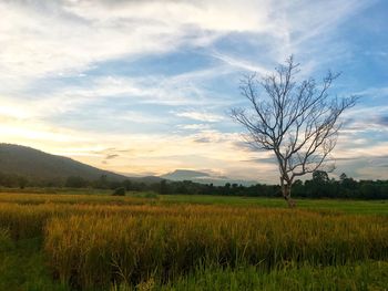 Scenic view of field against sky during sunset