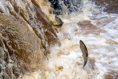 High angle view of fish in sea