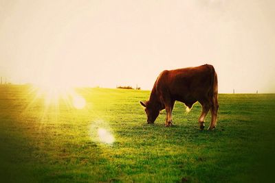 Horse grazing on field against clear sky