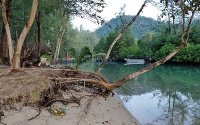 Scenic view of lake in forest