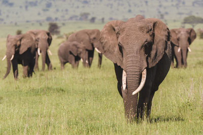 Elephants in a field