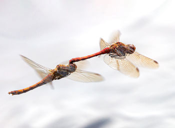 Close-up of dragonfly on plant