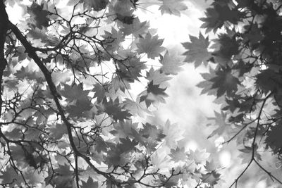 Low angle view of tree