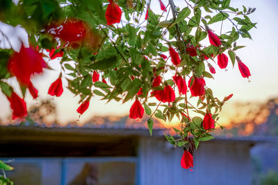 Low angle view of red flowering plant hanging on tree