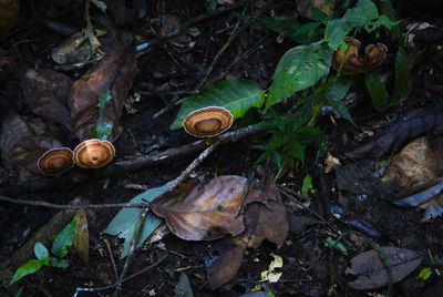 High angle view of snail on field