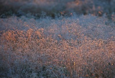 Close-up of flowering plants on land