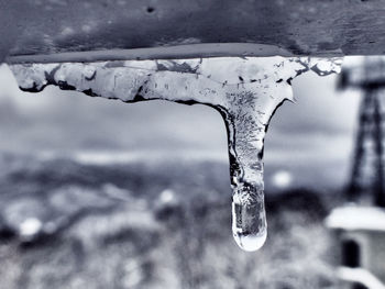 Close-up of icicles