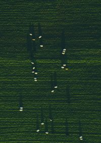 High angle view of grassy field