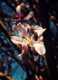 Close-up of insect on flower