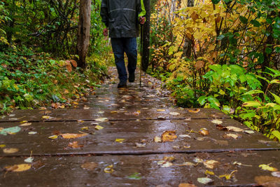 Rear view of person walking on footpath in forest