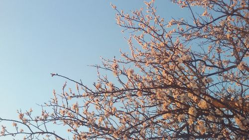 Low angle view of trees against clear sky