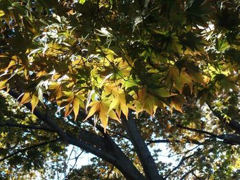 Low angle view of trees