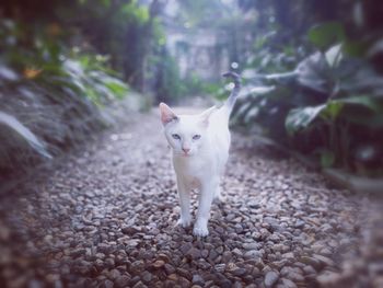 Portrait of white cat on plant outdoors