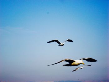 Low angle view of birds in flight