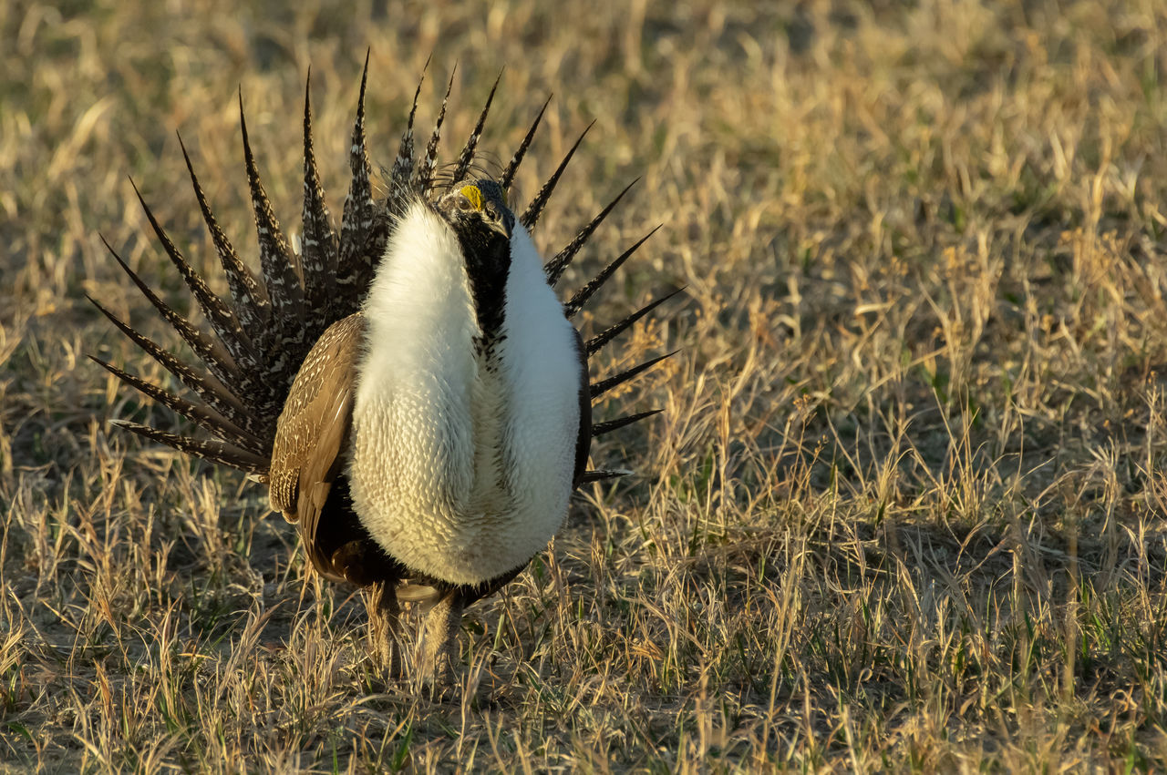 Sage grouse lek