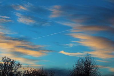 Low angle view of trees against cloudy sky