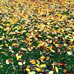 Full frame shot of leaves