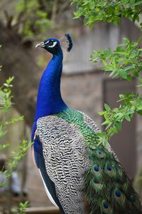 Close-up of peacock