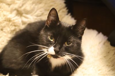 Close-up portrait of a cat