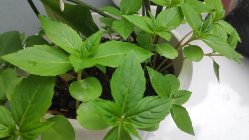 High angle view of wet potted plant leaves