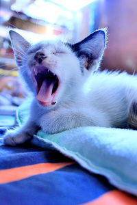 Close-up portrait of dog yawning