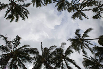 Low angle view of palm trees against sky