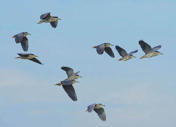 Low angle view of seagulls flying