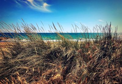 View of beach against blue sky