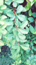 Close-up of leaves