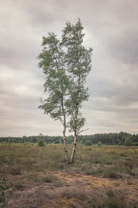 Tree on field against sky