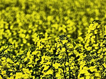 Yellow flowers growing in field