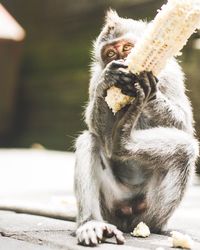 Lion eating food