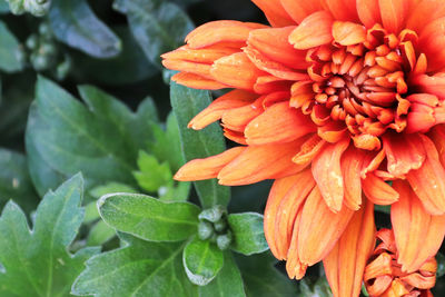 Close-up of orange flowering plant