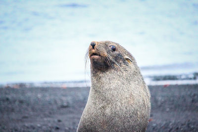 Close-up of an animal on beach