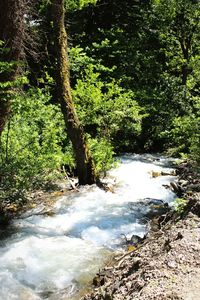 Scenic view of forest