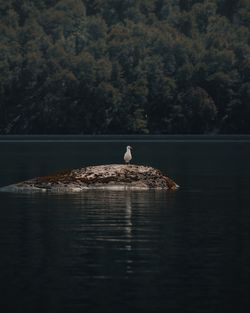 Birds perching on a lake